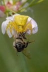 Thomisus onustus o ragno granchio o camaleonte