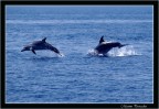 Delfini