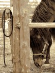 wild wild west
