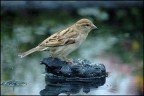 passero