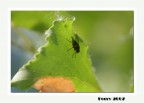 Difficile nobilitare una mosca.....