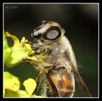 L'ape maia