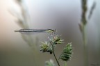libellula