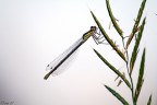 libellula