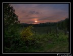 ginestre al tramonto