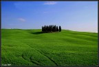 ancora cipressi