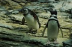 Ovviamente all'oceanario ;-)