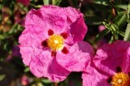 Fiore