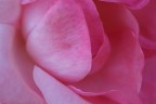 In the rose