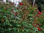 boccioli di rosa