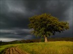 the Tree