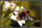 Canon Eos 5D 
obiettivo sigma 180 macro HSM 
velocita otturatore 1/100 
diaframma F9 
iso 100 
scattata a mano libera