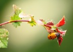 Macro Insetto