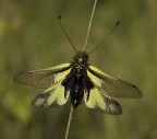 Libelloides Coccaius