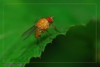 mosca 2