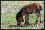 Baby Pony