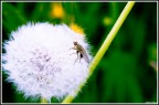 Mosca