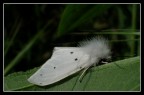 La sposa addormentata