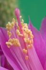 Fiore di Aporocactus