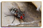 mosca 3