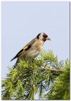 Cardellino