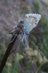 Polyommatus eros