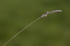 Spazzolino Minimale