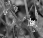 Fiori Grigi