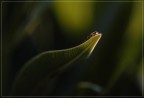 L'ultima luce