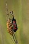 Zygaenidae