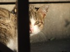 Un piccolo gatto nasconde l'occhio malato.