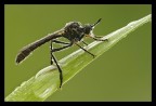 Scivolando