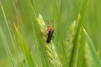 Rossonero nel verde