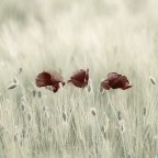 Tre papaveri