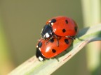 amori primaverili