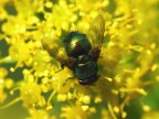 Mosca metallizzata