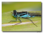 Libellulina