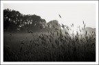 Primo mattino