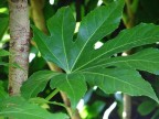 tutte le foto sono fatte con fuji s5000