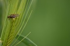 Rieccomi con un altro tentativo, mi sa che non  venuta perfettamente a fuoco, c'era un vento tremendo quando l'ho fatta...

Vorrei qualche suggerimento sulla composizione, forse c' troppo sfondo verde sulla destra secondo voi?

Ciao