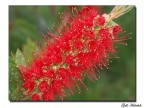 Fiore