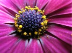 Violet Daisy