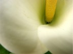 Calla