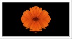 riflesso