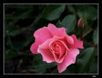 rosa botticelli