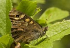 Pararge Aegeria