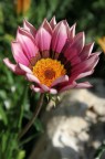 Fiore