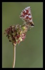 Spialia sertorius