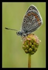 Fiore e farfalla