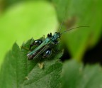 verde nel verde!